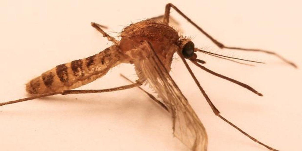 Un mosquito cúlex Un mosquito cúlex - Wikimedia Confirmado un caso de fiebre por virus del Nilo Occidental en Soria