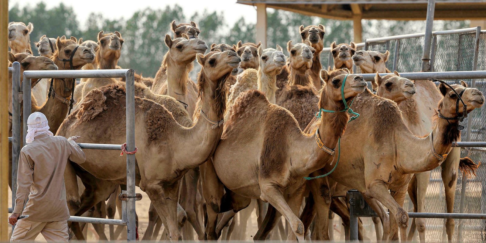 En Dubái se clonan camellos para ganar carreras y concursos de belleza