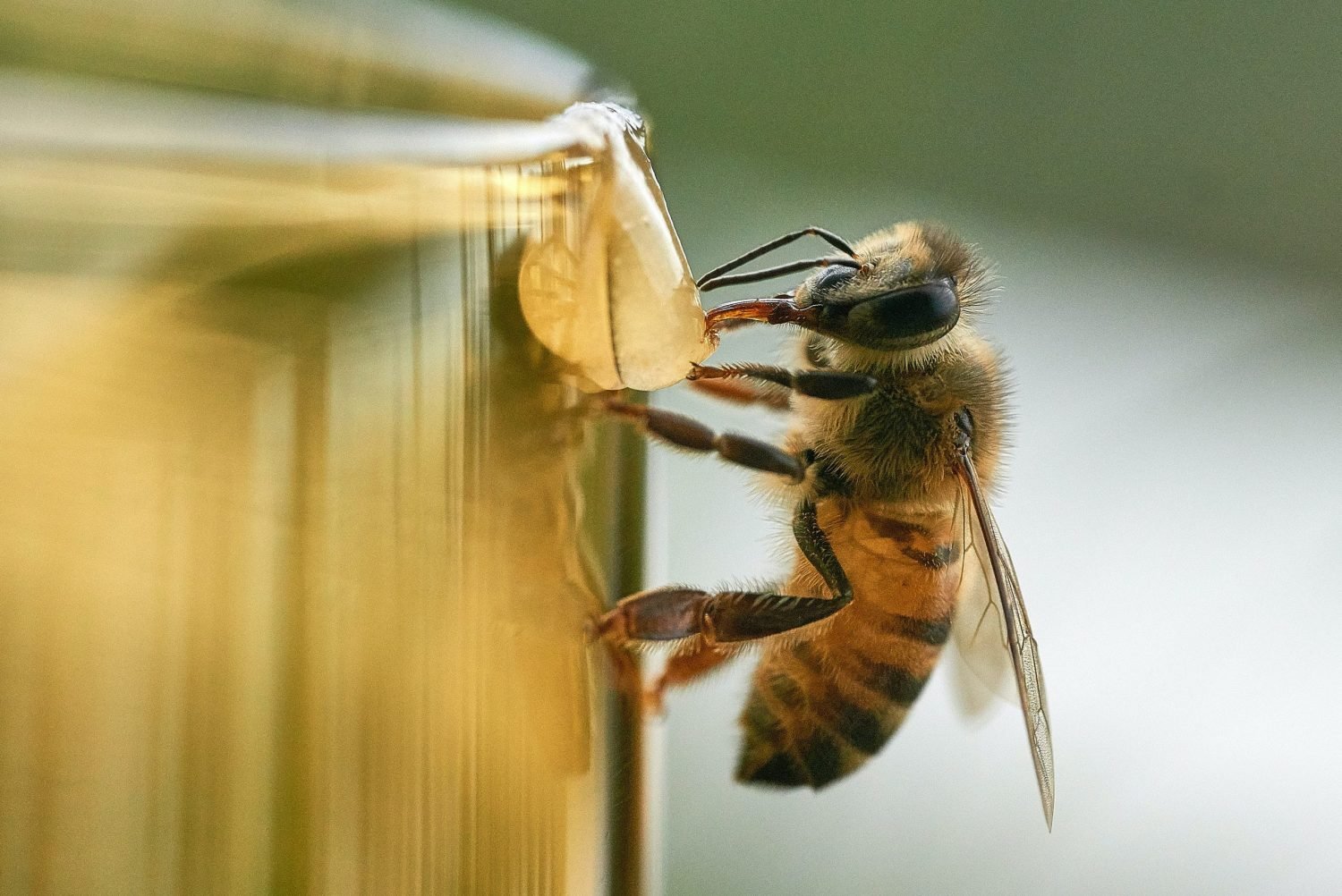 El virus mortal que está fulminando a las abejas de todo el mundo