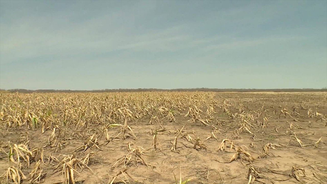 sequía de cultivos de maíz en santa cruz