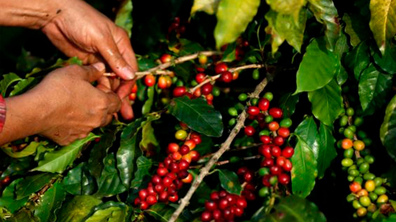 Brasil bate el récord de ingresos por las exportaciones de café hasta agosto